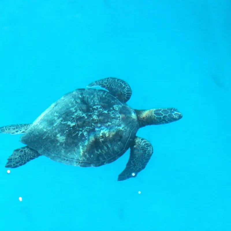 a turtle swimming under water