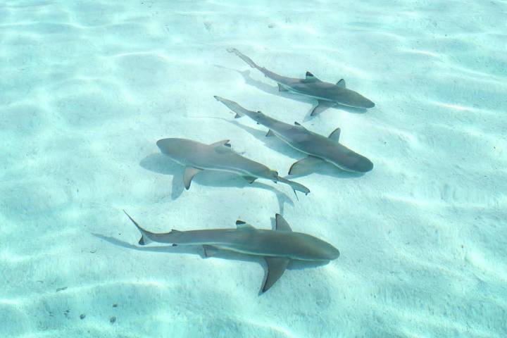 a fish swimming under water