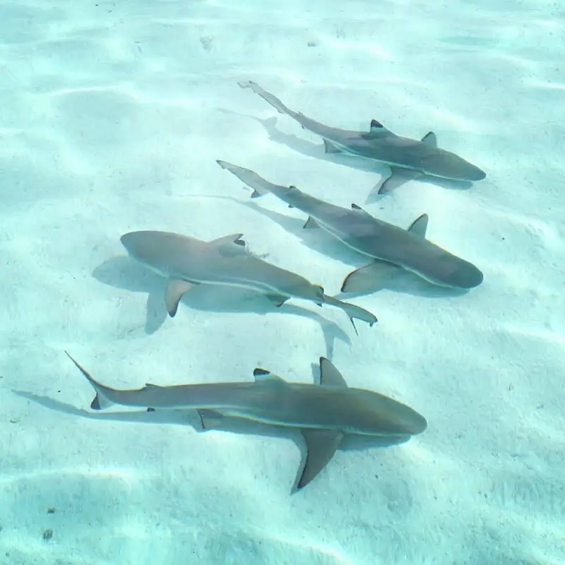 a fish swimming under water